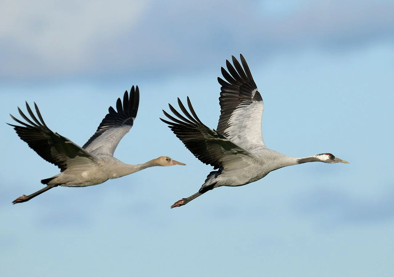proteger a aves migratorias